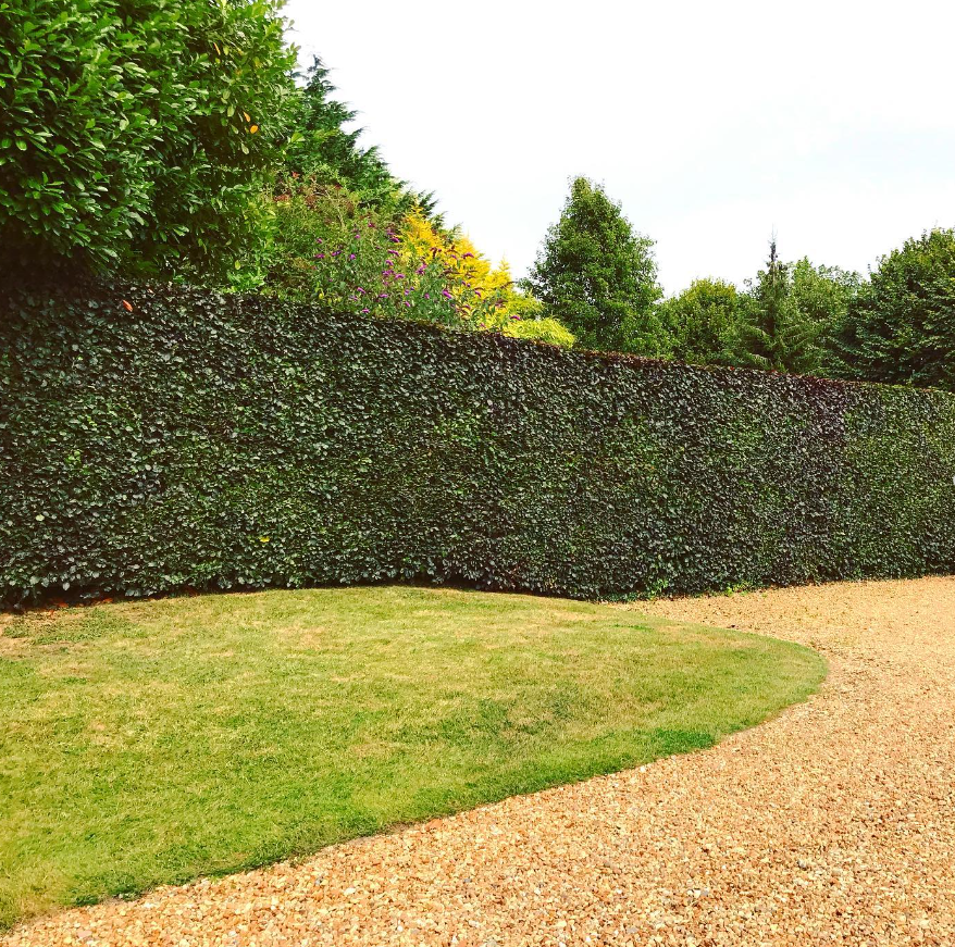 hedge trimming is one of the garden services used to improve the outside space.