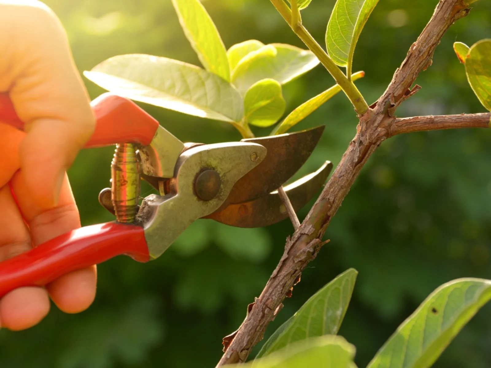 Gardening Services In Liss ,An example of pruning a branch/stem, another one of our garden services.