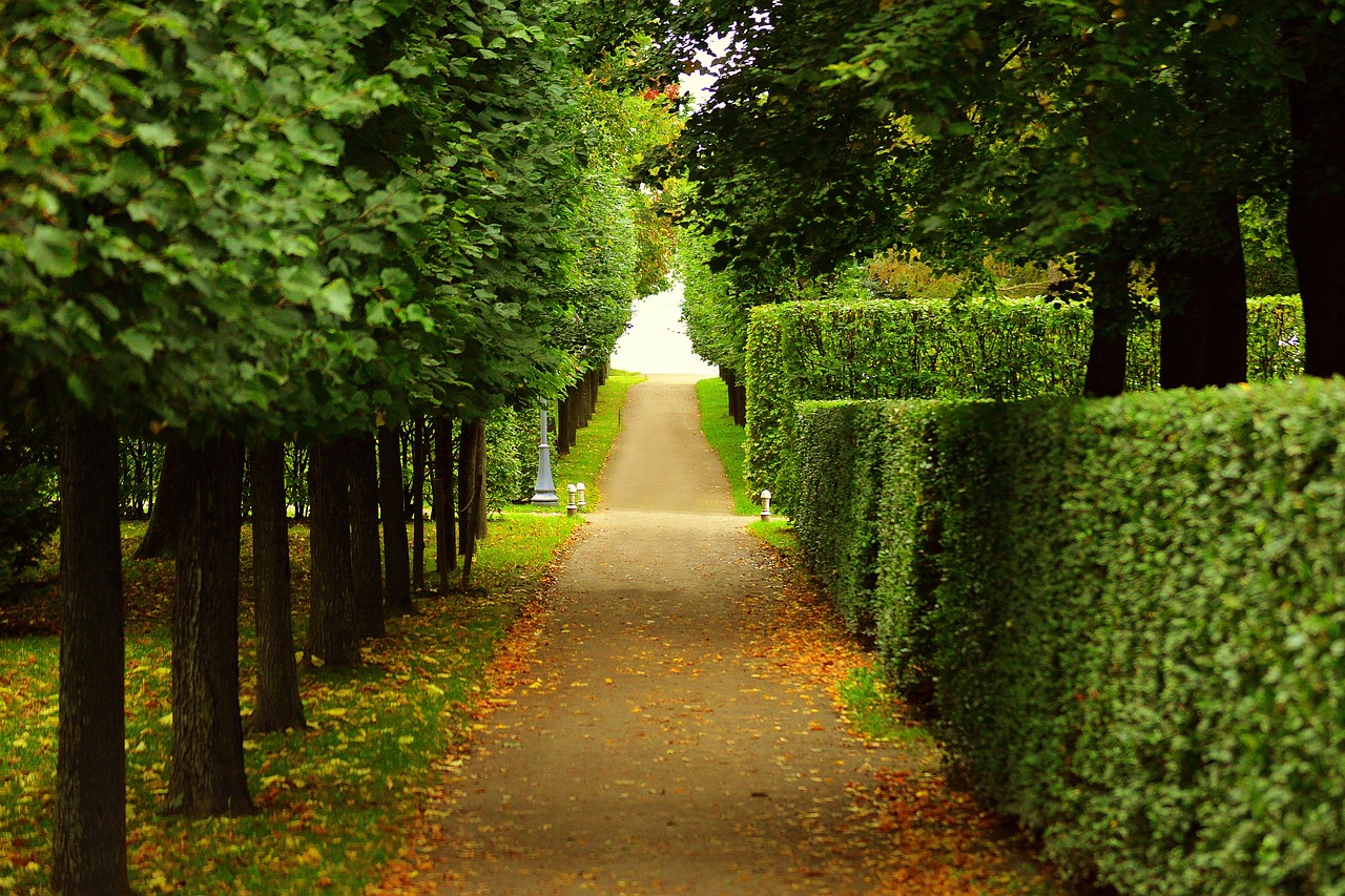 Gardening Blog , Best Hedges For Privacy, walkway, trimmed, bushes-2550655.jpg