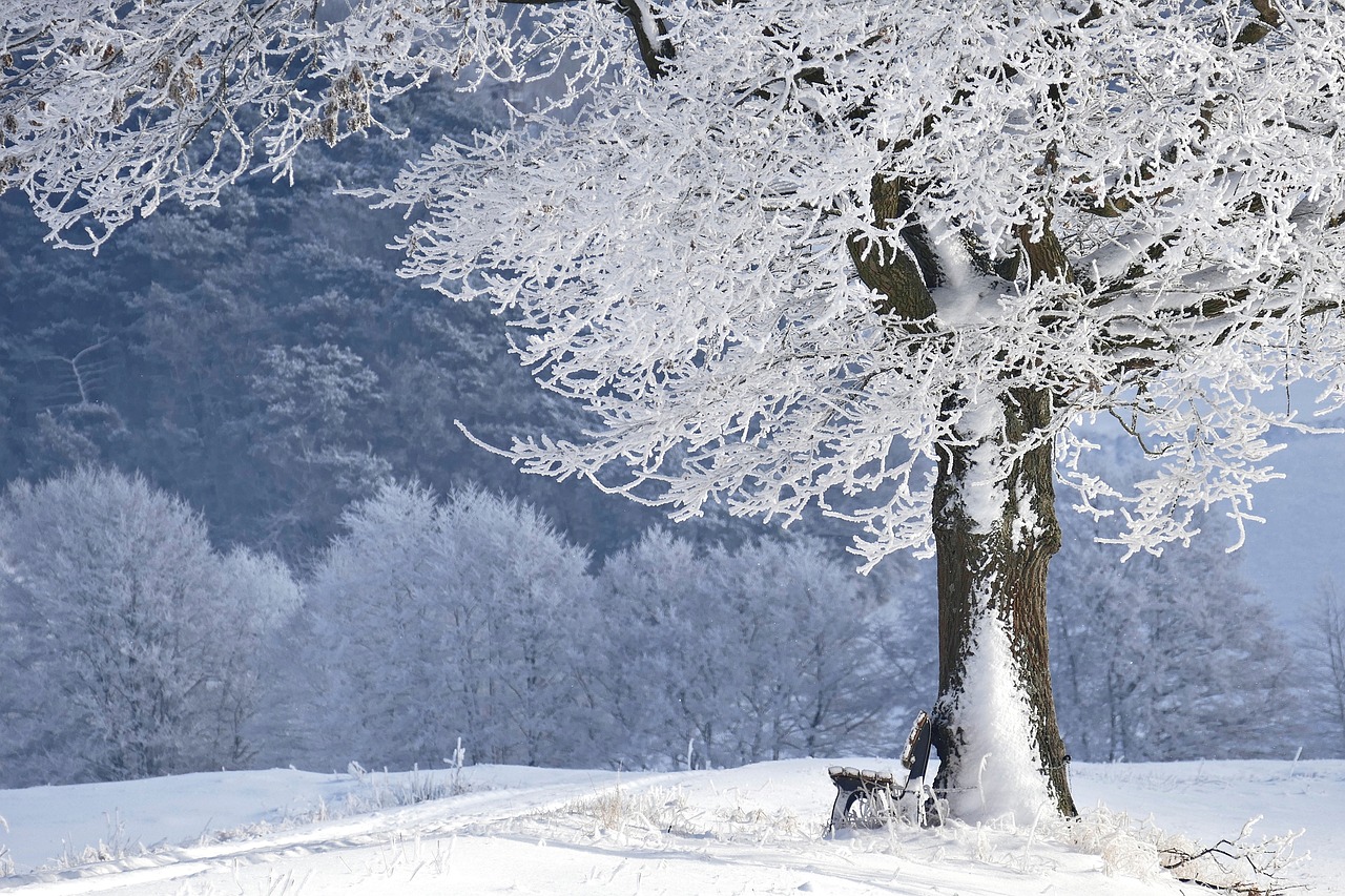 How To Maintain Your Garden In Winter, winter, tree, bank-4680354.jpg